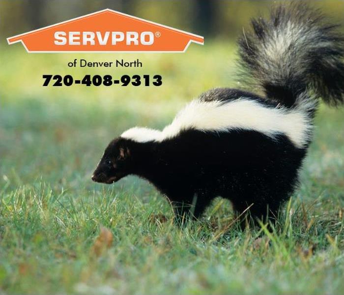 A skunk is shown.